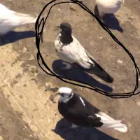 کفتر پرشی تهرانی متنو بخون