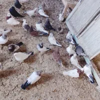 ۴۰ عدد کبوتر تهرانی همه رقمه درجه یک