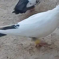 کبوتر|پرنده|بجنورد, |دیوار