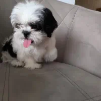 شیتزو سوپر فلت