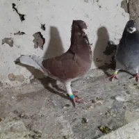 هومرکاکلی سینه|پرنده|شیراز, ستارخان|دیوار