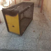 کبوتر تله