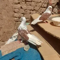 یک جفت کفتر