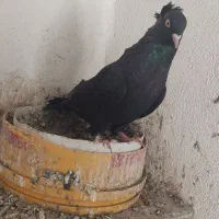 سیاه|پرنده|ارومیه, |دیوار