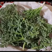 انغوزه یا هنگ