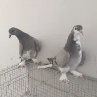 بدرنگ خرقه ابری