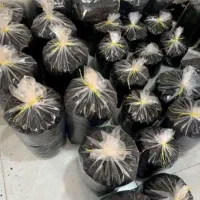 انواع چای ایرانی چای چوب و ممتاز و قلم درجه یک|خوردنی و آشامیدنی|تهران, هفده شهریور|دیوار