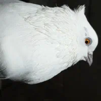 دوعدد کبوتر  نر پرشی