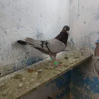 بدرنگ ماده کاغذی ماده خطی