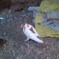 کفتر دم گلی