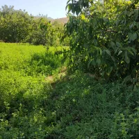 نهال گردو دیرگل