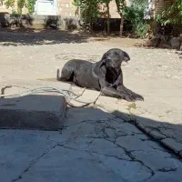 ماده سگ|سگ|نهاوند, |دیوار