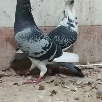 کبوتر|پرنده|چناران, |دیوار