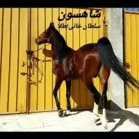 اسب سیلمی دره شوری