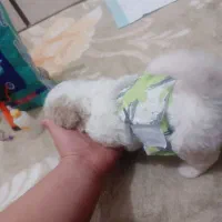 سگ شیتزواصل|سگ|کرمانشاه, |دیوار