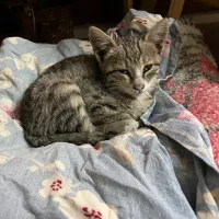 واگذاری رایگان بچه گربه|گربه|قزوین, |دیوار