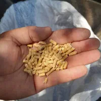 دانه مرغی
