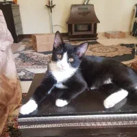 واگذاری بچه گربه نژاد تاکسیدو|گربه|فردیس, شهرک شهید حسینی|دیوار