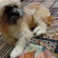 سگ پاکوتاه|سگ|مشهد, الهیه|دیوار