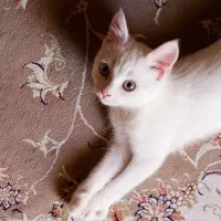 گربه ی پرشین سفید یکدست