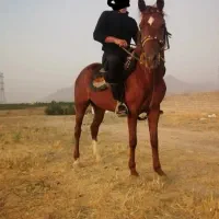 برکت مادیان همراه با کره