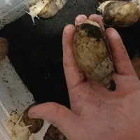 حلزون آلبینو