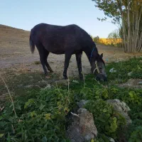 مادیان اسب|اسب و تجهیزات اسب‌سواری|تخت سلیمان, |دیوار