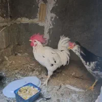 فروش تعدادی خروس گلین لری|حیوانات مزرعه|شیراز, شهرک گلستان|دیوار