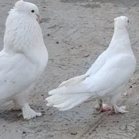 راعبی جفت