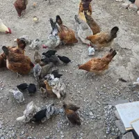 جوجه محلی اصل کرچ شو ۲ ماهه|حیوانات مزرعه|بندر ترکمن, |دیوار