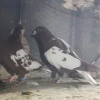 کبوتر ابلغ دم سفید|پرنده|مشهد, انصار|دیوار