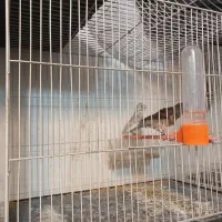 قناری کشیده بلند و رسمی|پرنده|مشهد, سرافرازان|دیوار