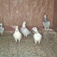 کبوتر سوسکی
