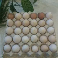 تخم مرغ نطفه دار گلین