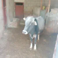 کوساله قربانی