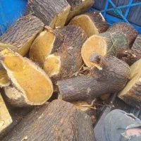 خرید و فروش انواع چوب|خدمات باغبانی و درختکاری|کوهدشت, |دیوار