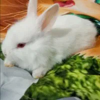 فروش بچه خرگوش نژادار