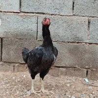 مرغ لاری اصیل