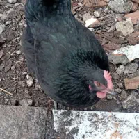 مرغ|حیوانات مزرعه|بندر ترکمن, |دیوار