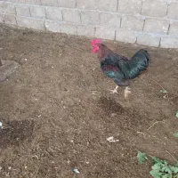 خروس