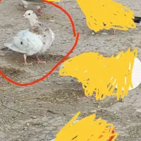 کبوتر سرور|حیوانات|تربت جام, مطهری|دیوار