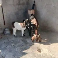 بز افغانی تکاوری دو قلو زا با دو کهره بزرگ|حیوانات مزرعه|سعدآباد, |دیوار