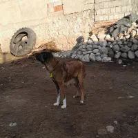 سرابی ماده|سگ|اردبیل, |دیوار