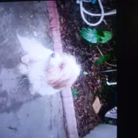 سگ گمشده|حیوانات|تنکابن, |دیوار