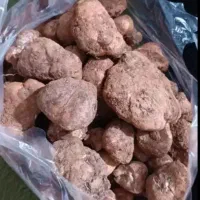 قارچ کوهی...دُمبل