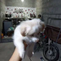 سگ اشپیدز میکس|سگ|میناب, |دیوار