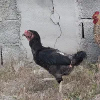 مرغ کرچ لاری