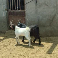 بزغاله نربزی