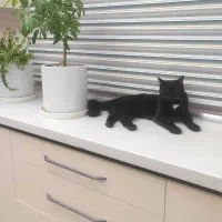 واگذاری گربه خانگی