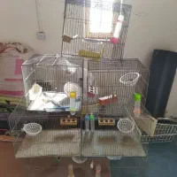 قفس پرنده ،مرغ عشق ،قناری، طوطی،فنچ